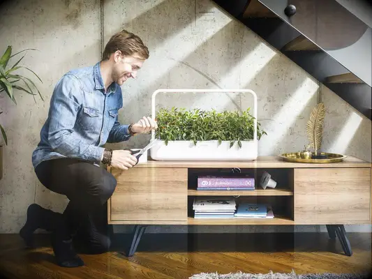 Husband using Click and Grow smart garden