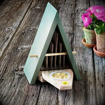 Fun butterfly biome for your girlfriend