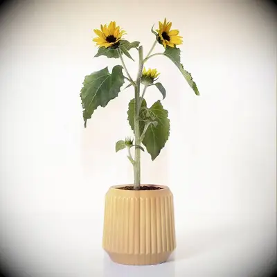 Sunflower growing kit for your girlfriend