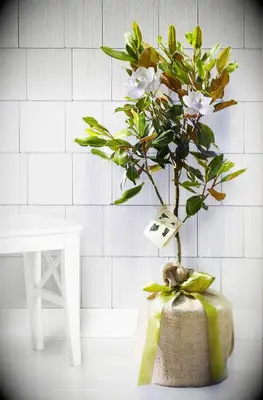 Wedding tree gift idea for son. 