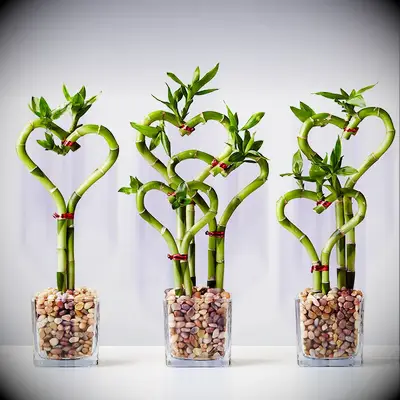 Heart-shaped bamboo 12 year anniversary gift