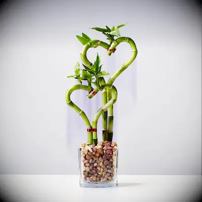 Heart shape bamboo plant