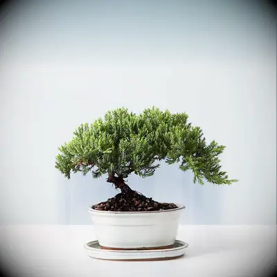 Juniper bonsai tree wooden anniversary gift