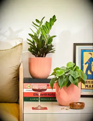 Plant gift card from The Sill