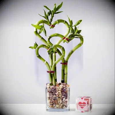 Heart-Shaped Bamboo plant for the best romantic gift
