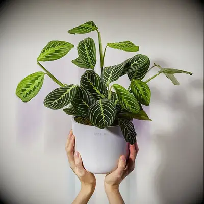 Person holding a lovely leafy plant