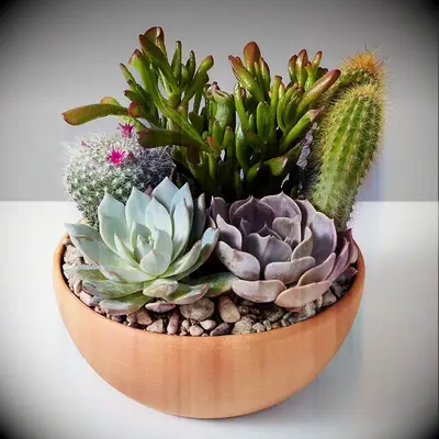 Assorted Cactus Garden 26th wedding anniversary gift