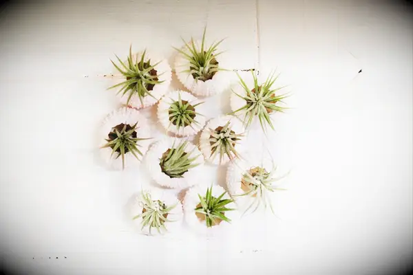 Coastal inspired air plants