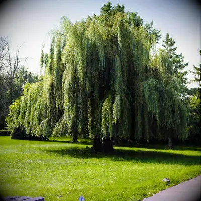 Weeping Willow Tree