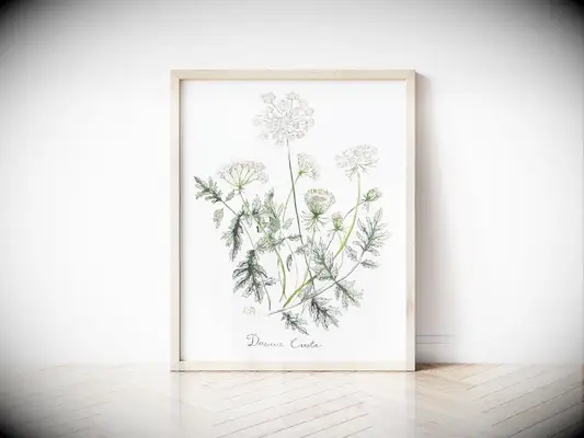 Framed print of Queen Anne