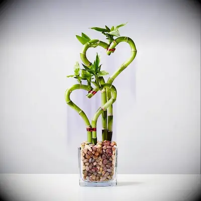 Heart shaped bamboo plant for your favorite couple