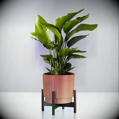 Bird of paradise plant 9 year anniversary gift