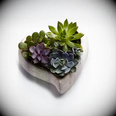 Heart-shaped succulent 