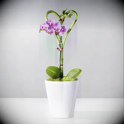 Heart shaped bamboo plant for your vow renewal