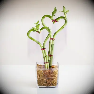 Heart-shaped bamboo plant mother