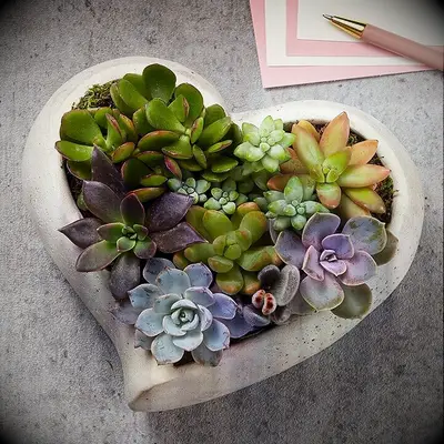 Heart succulent garden from 1800-Flowers daughter-in-law gift