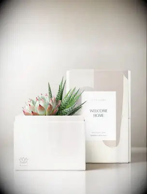 Low maintenance houseplant housewarming gift for couple