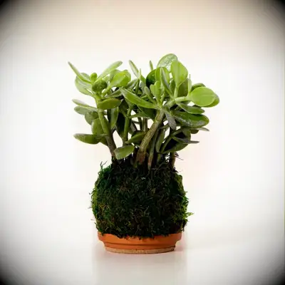 Plant gift