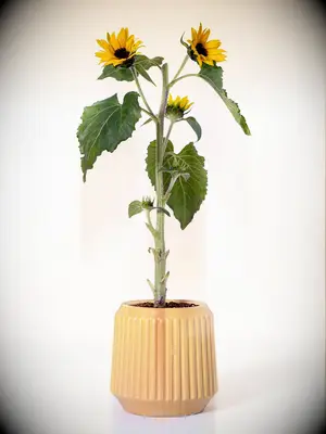 Self-watering sunflower kit mother-of-the-groom gift