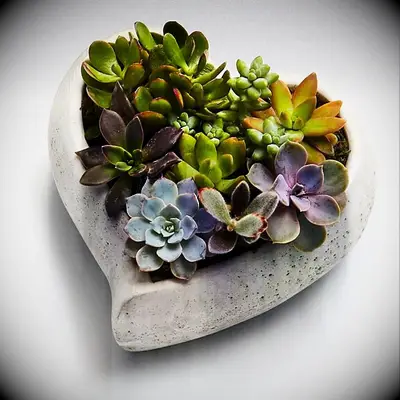 Succulent arrangement long distance relationship gift