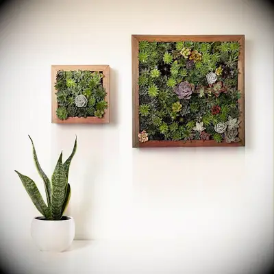 Succulent grow kit from Uncommon Goods