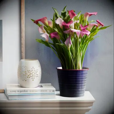 Beautiful pink lily plant