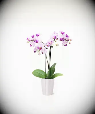 Purple orchid wedding gift for coworker