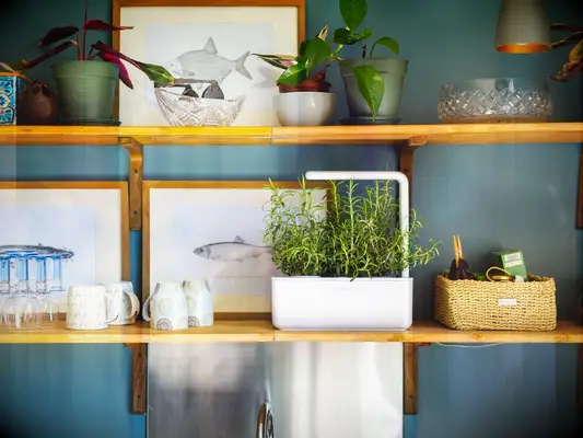 Click & Grow smart planter mother-in-law gift