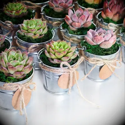 mini succulent cactus wedding favor ideas
