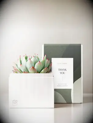 Potted succulent thank-you gift