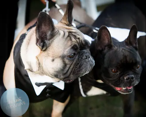 Nicole Williams WAGS wedding album exclusive