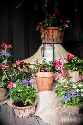 Assortment of potted plants