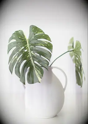 Monster leaf beachy décor for your bach party