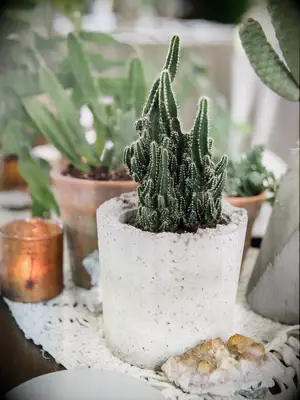 A lovely cactus centerpiece.
