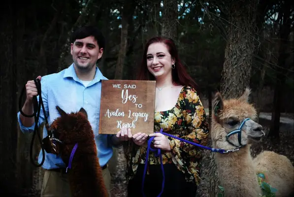 Couple says yes to llama ranch