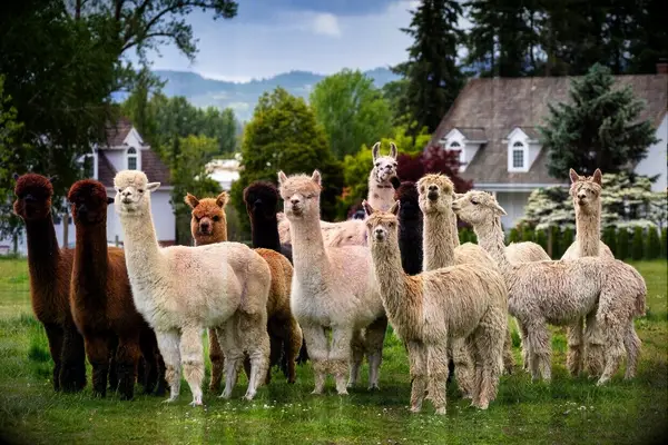 Flock of llamas