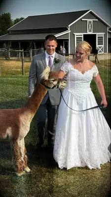 Wedding couple with llama