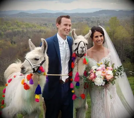 Couple with llamas on their big day