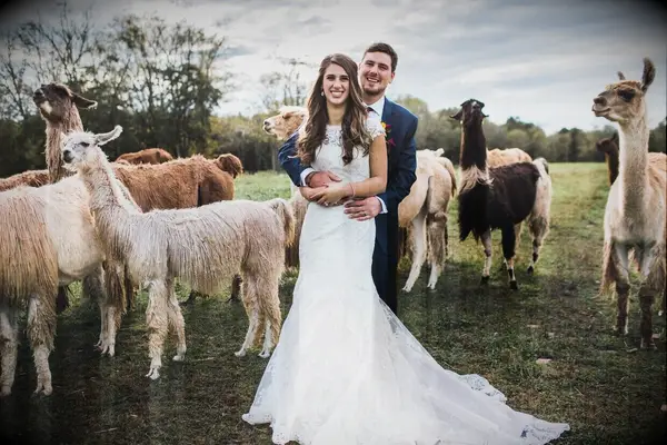 Happy wedding couple surrounded by llamas