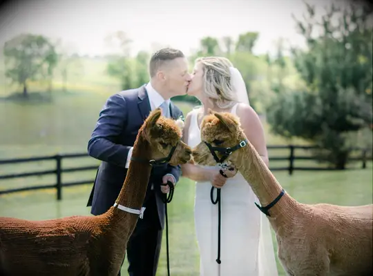 Couple kissing beside llamas 