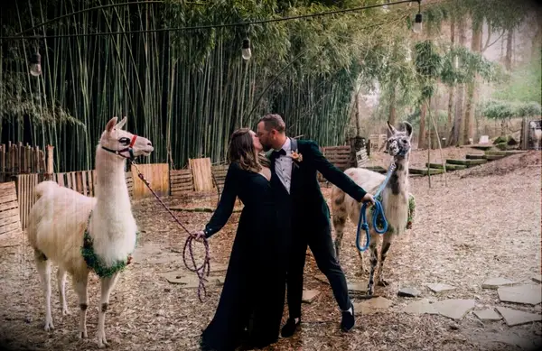Pourquoi les alpagas et les lamas pour les mariages sont l'expérience incontournable
