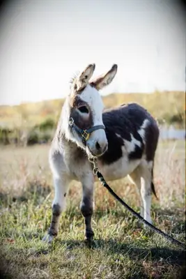 Cute donkey in a field