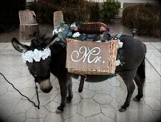 Mr sign on beer donkey