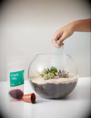 DIY terrarium kit for couples date night