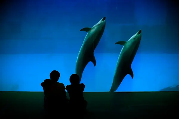 A couple visits the dolphin tank at an aquarium