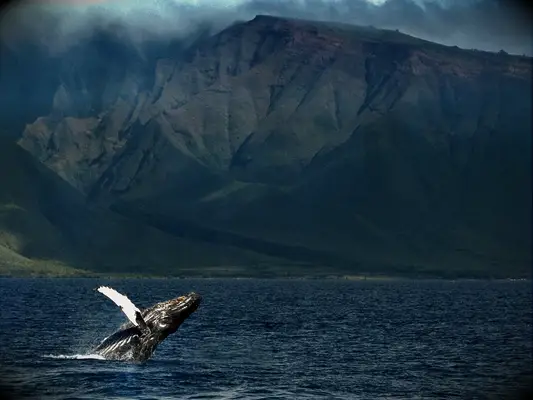 Whale in water against mountains in Maui