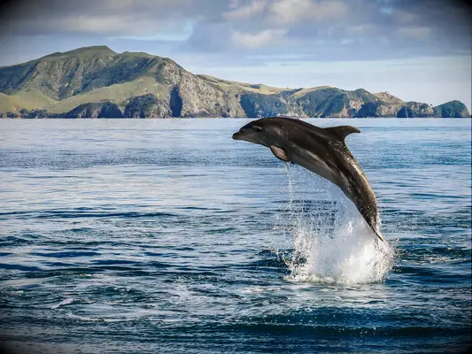 Dolphin leaping in the Bay of Islands, New Zealand