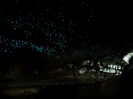 Glow Worm in Waipu Caves in New Zealand