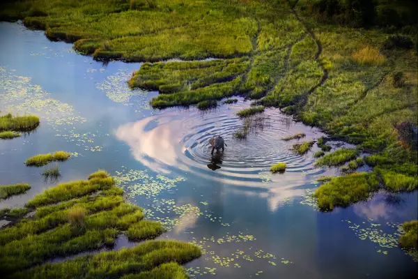 elephant in the okavango delta of botswana for a honeymoon