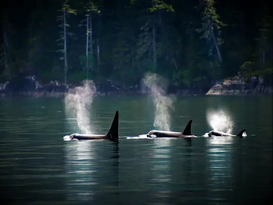 orca whales vancouver island
